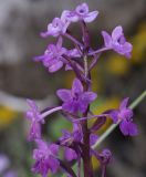 Orchis quadripunctata