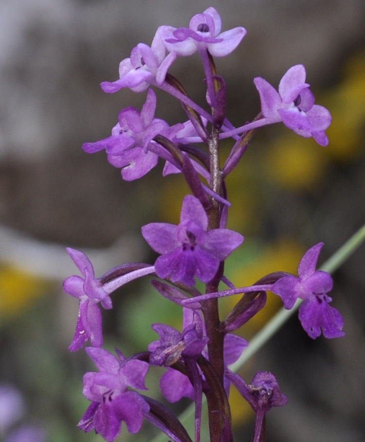 Изображение особи Orchis quadripunctata.