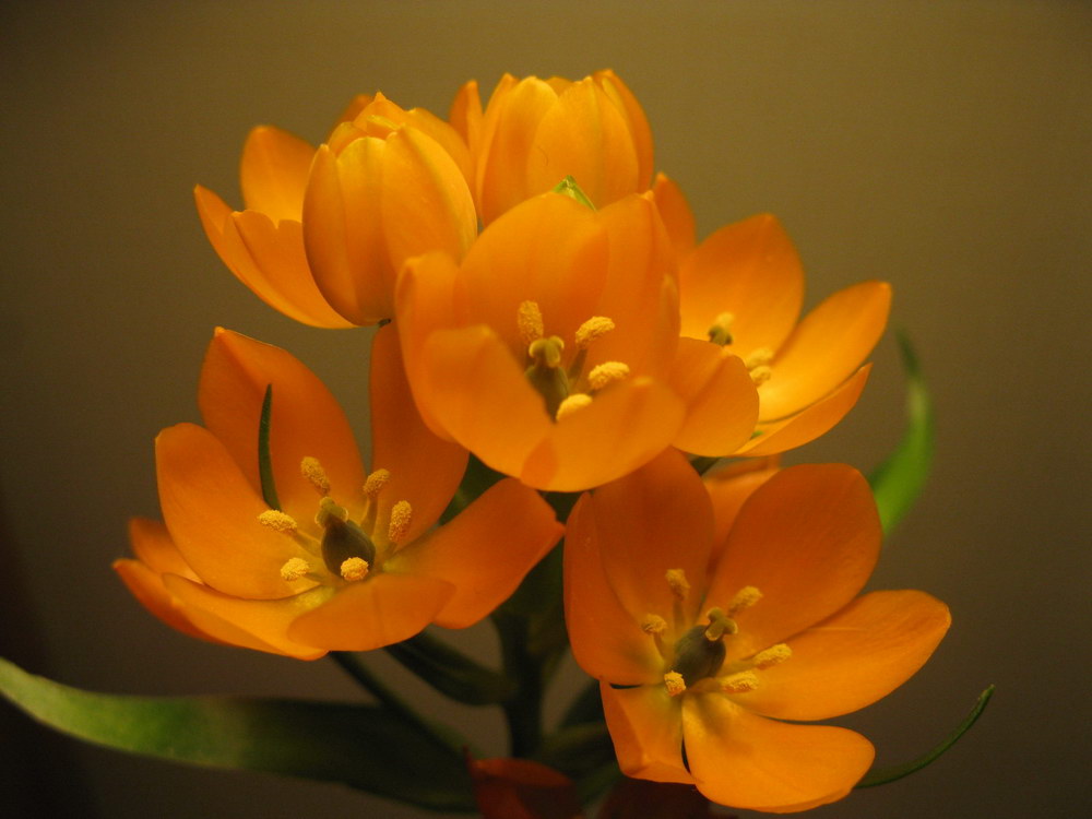 Image of Ornithogalum dubium specimen.