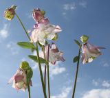 Aquilegia vulgaris. Верхушки побегов с цветками. Германия, г. Кемпен, на открытом балконе. 09.05.2013.