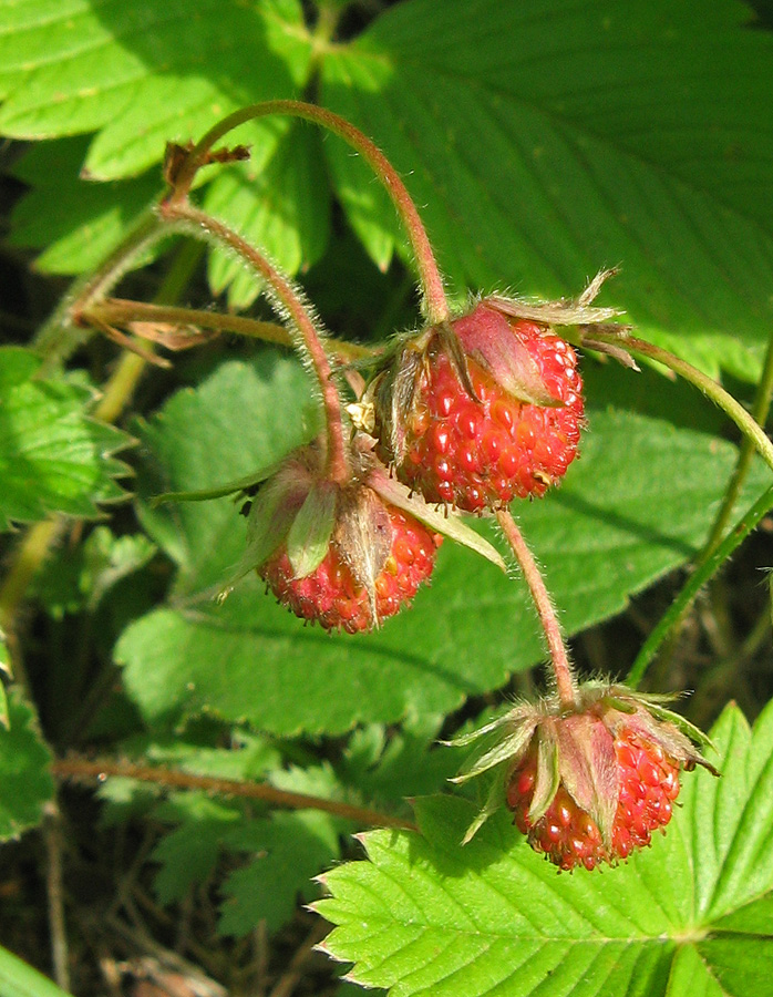 Изображение особи Fragaria campestris.