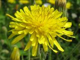 Crepis rhoeadifolia