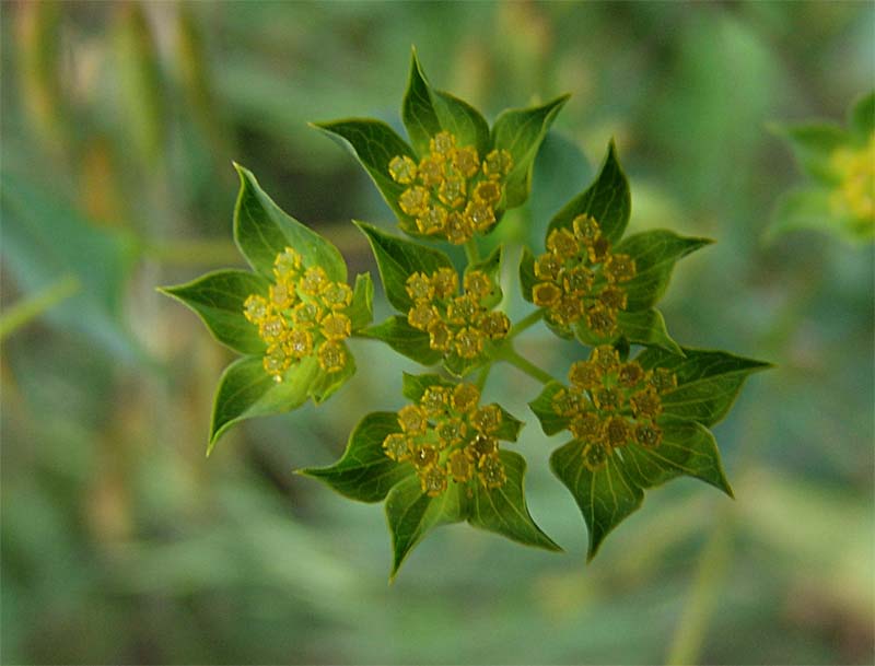 Image of Bupleurum rotundifolium specimen.