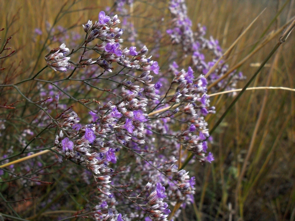 Изображение особи Limonium bungei.