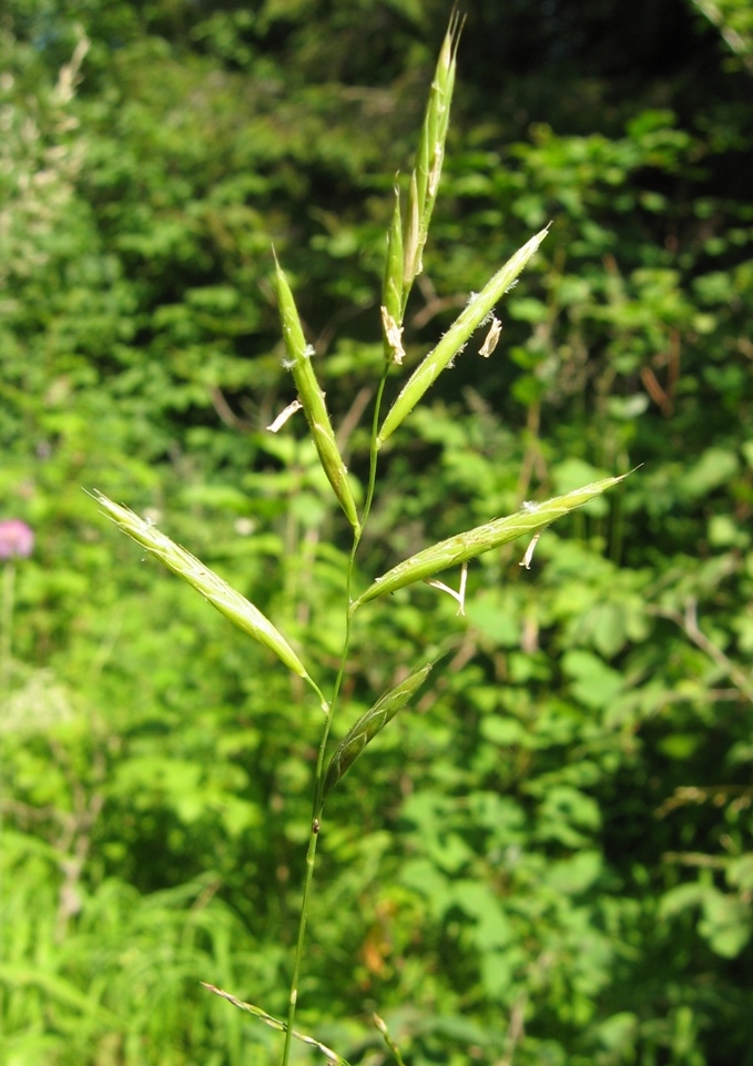 Изображение особи Brachypodium pinnatum.