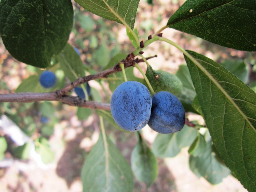 Изображение особи Prunus stepposa.