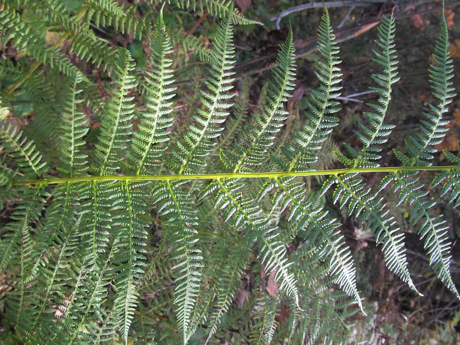 Image of Athyrium filix-femina specimen.