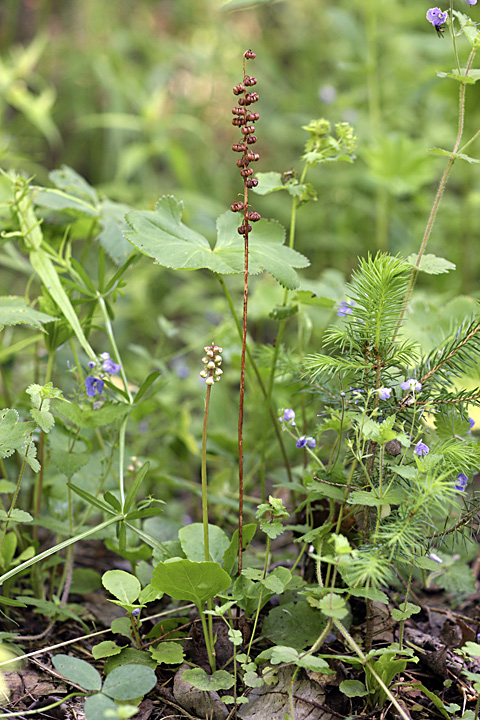 Изображение особи Pyrola minor.