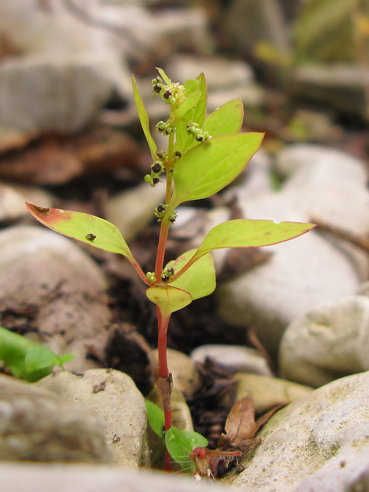 Изображение особи Lipandra polysperma.