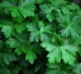 Geranium palustre