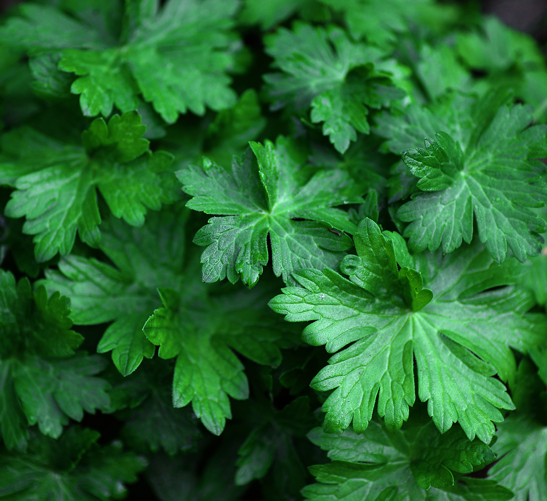 Изображение особи Geranium palustre.