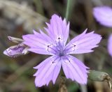 Dianthus tenuiflorus