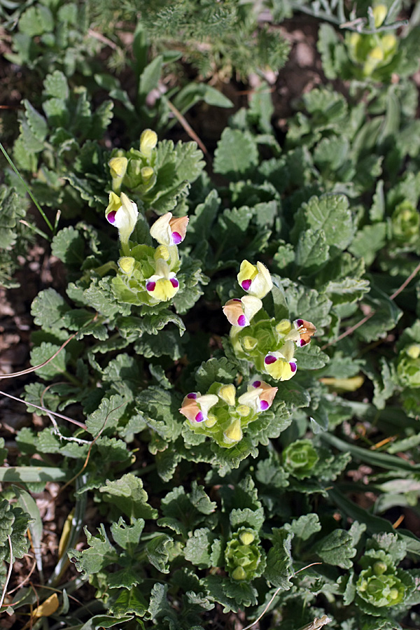 Image of Scutellaria subcaespitosa specimen.