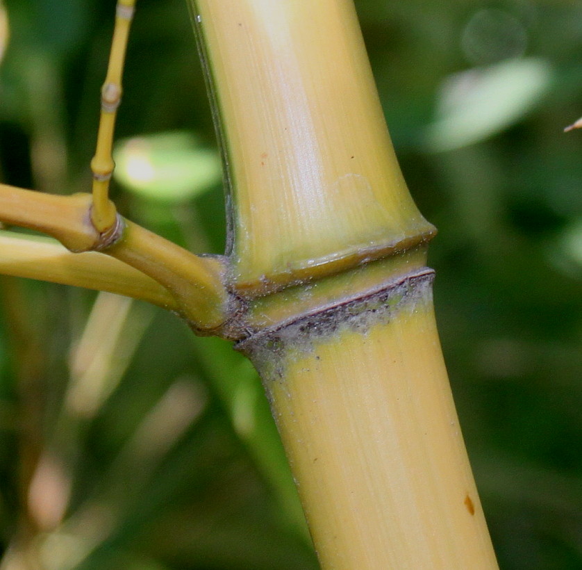 Image of genus Bambusa specimen.