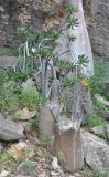 Adenium obesum подвид socotranum. Цветущее растение. Сокотра, плато Хомхи. 29.12.2013.