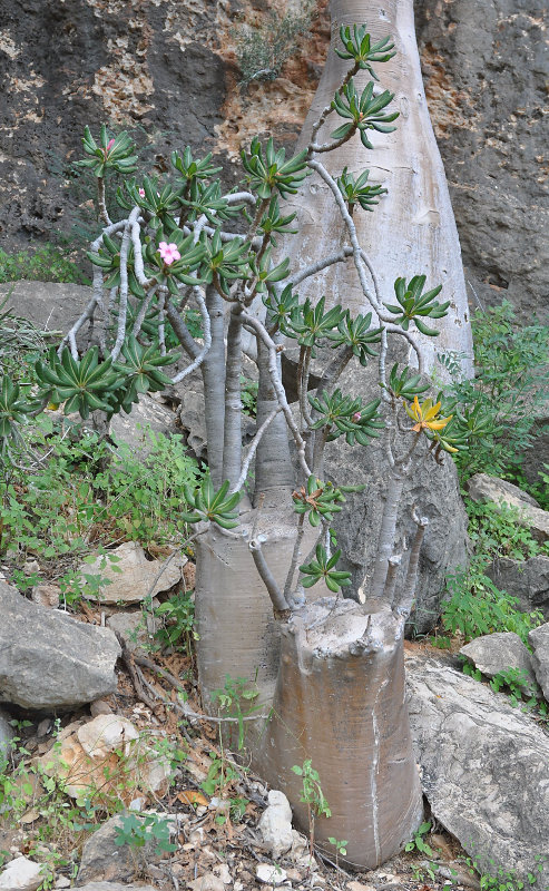 Изображение особи Adenium obesum ssp. socotranum.
