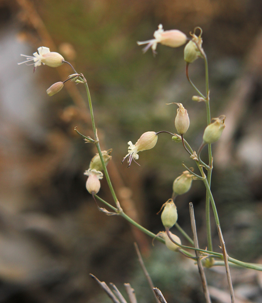 Image of Oberna crispata specimen.