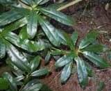 Rhododendron discolor. Побеги в нижней части растения. Германия, г. Essen, Grugapark. 29.09.2013.