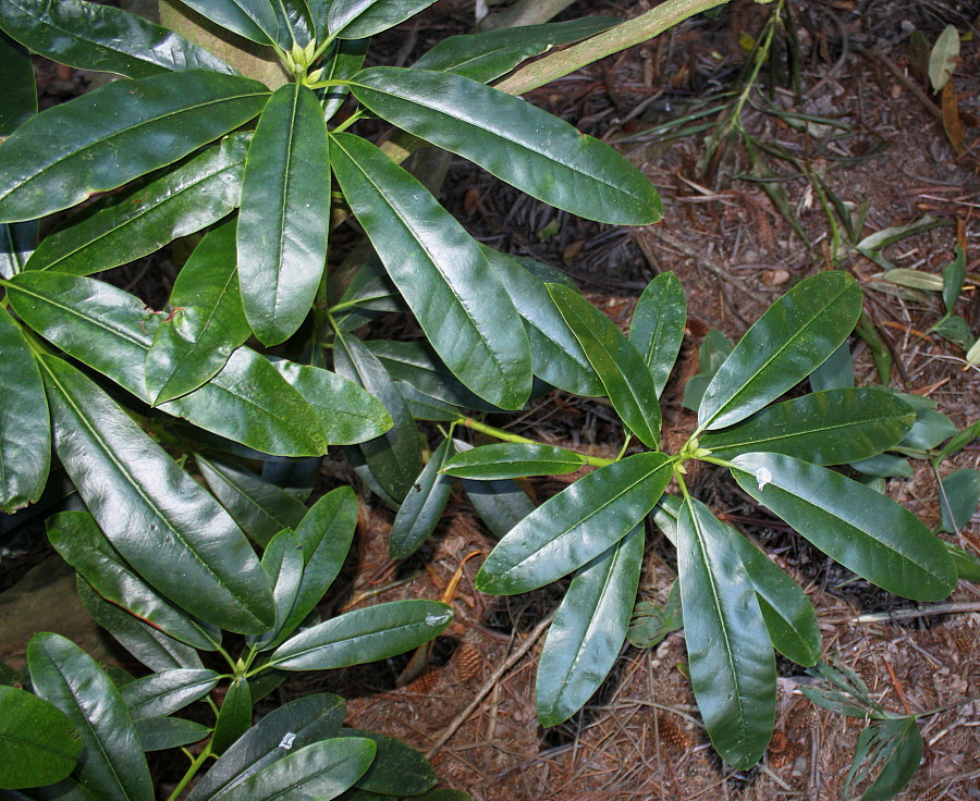 Изображение особи Rhododendron discolor.