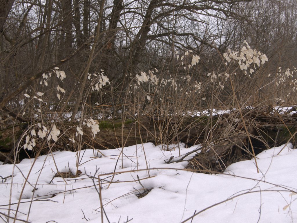 Изображение особи Lunaria rediviva.