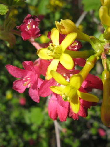 Image of genus Ribes specimen.