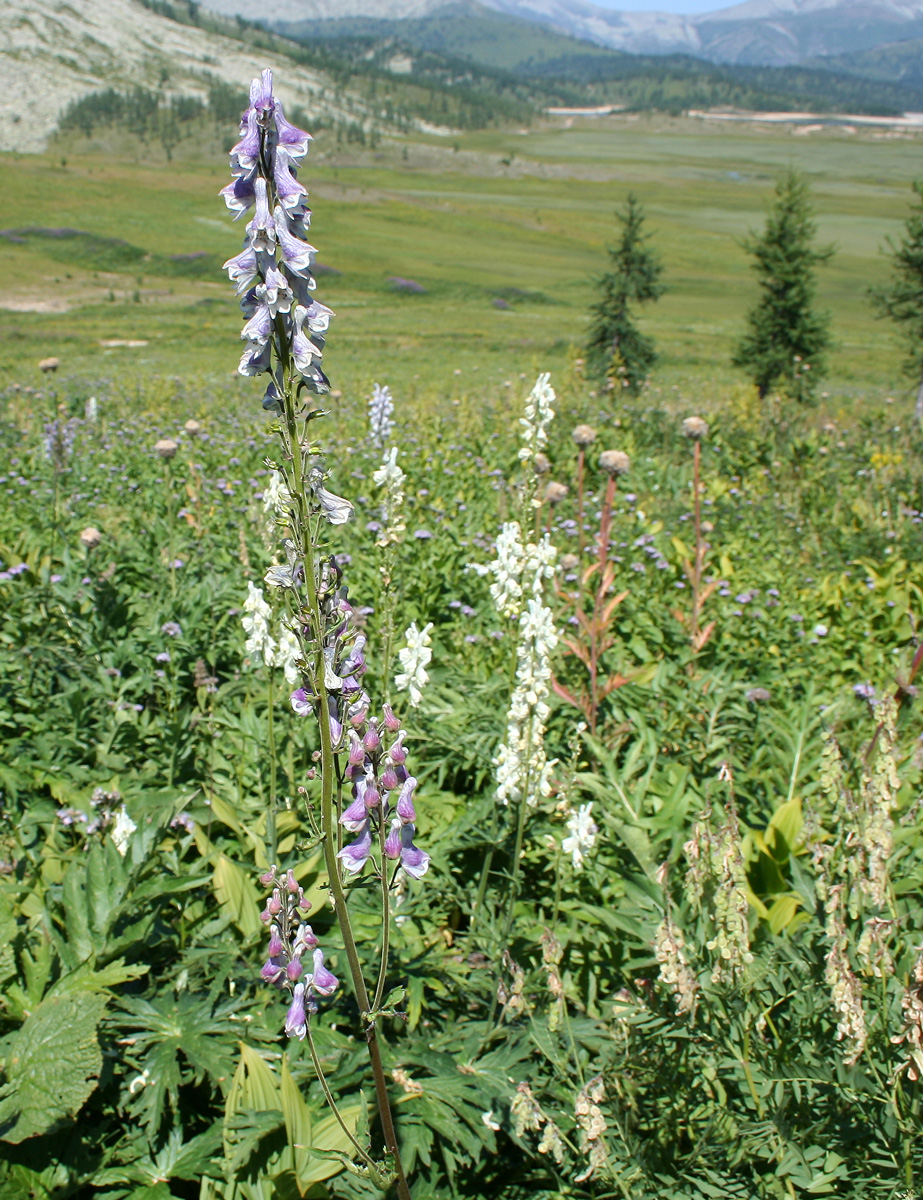 Изображение особи Aconitum leucostomum.