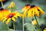 Rudbeckia hirta