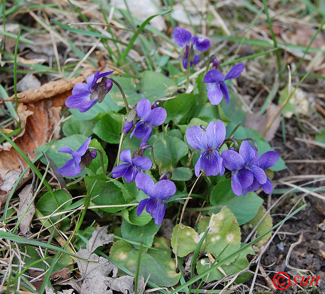 Изображение особи Viola ambigua.