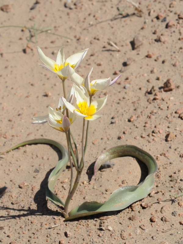 Image of Tulipa buhseana specimen.