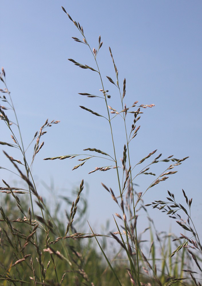 Изображение особи Festuca arundinacea.