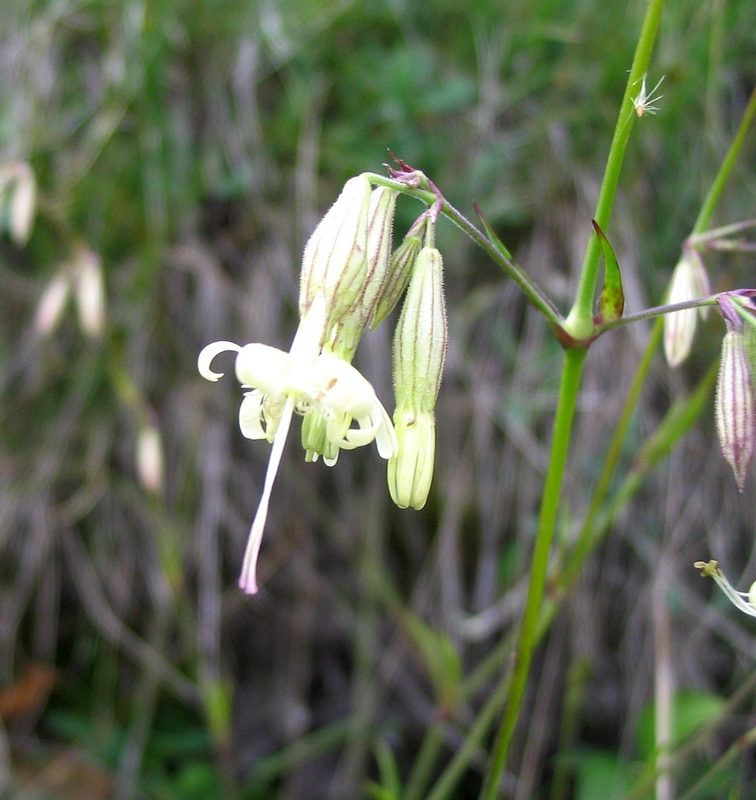 Изображение особи Silene dubia.