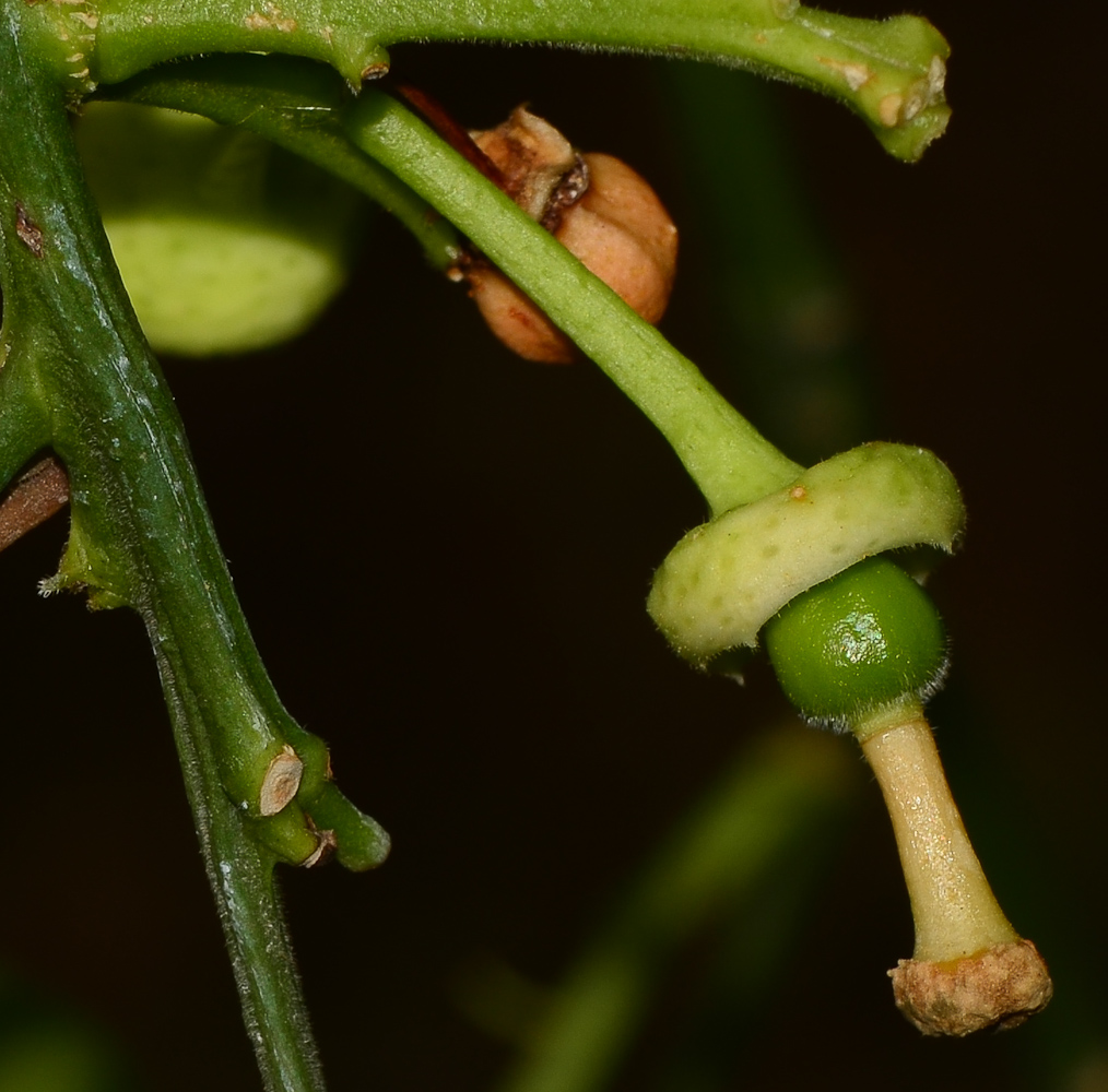 Image of Citrus × paradisi specimen.