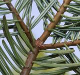 Abies grandis. Разветвление. Германия, г. Дюссельдорф, Ботанический сад университета. 04.05.2014.