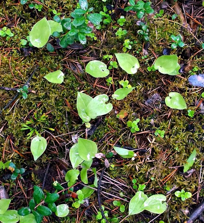 Изображение особи Maianthemum bifolium.