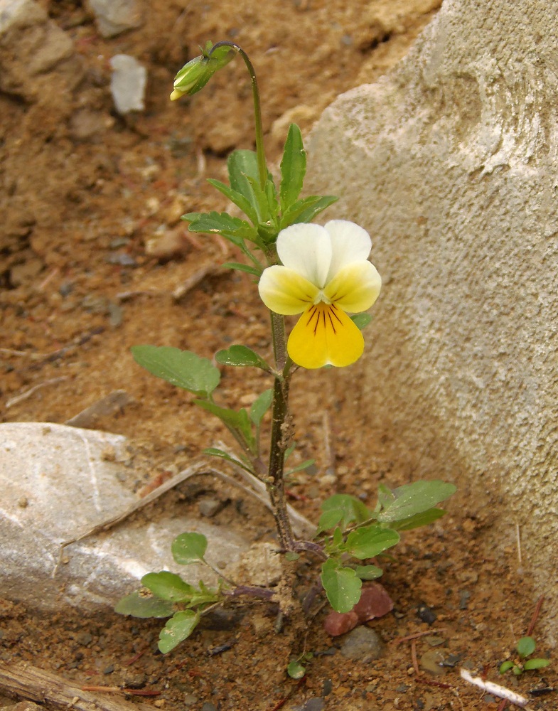 Image of Viola &times; contempta specimen.