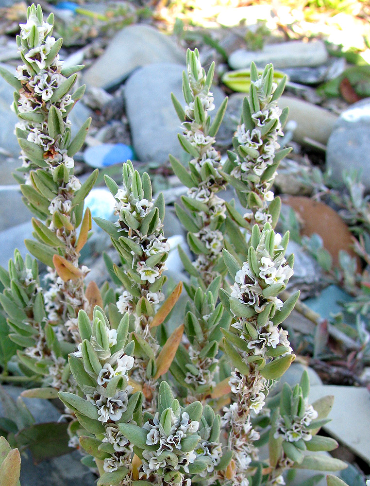 Image of Polygonum maritimum specimen.