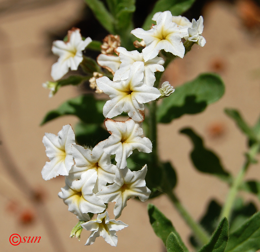 Изображение особи Argusia sibirica.
