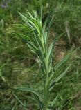 Linaria biebersteinii