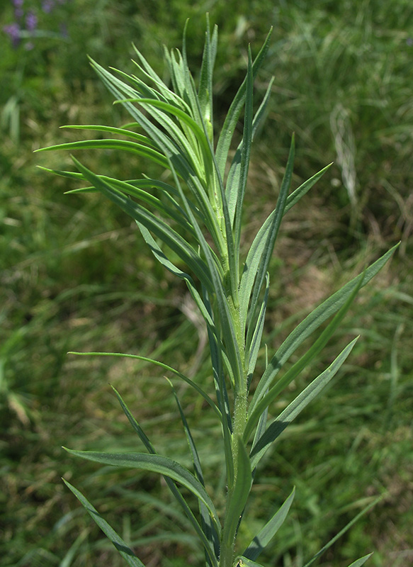 Изображение особи Linaria biebersteinii.