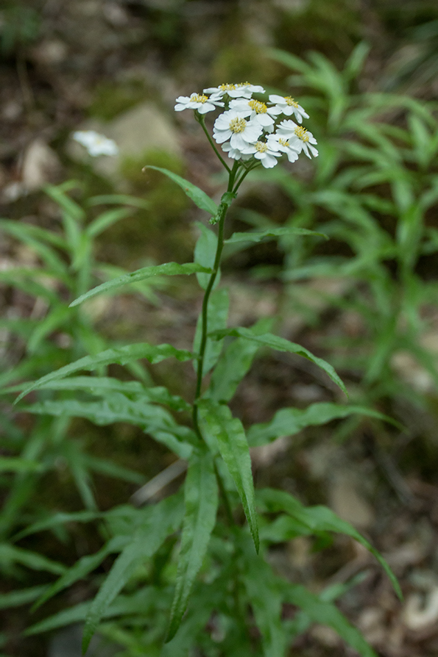 Изображение особи Achillea biserrata.