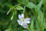 Epilobium montanum. Цветок на верхушке побега. Украина, Львовская обл., Дрогобычский р-н, г. Трускавец, Помярки, возле дороги в лесу. 12.06.2014.