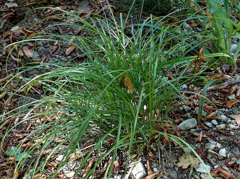 Изображение особи Carex remota.