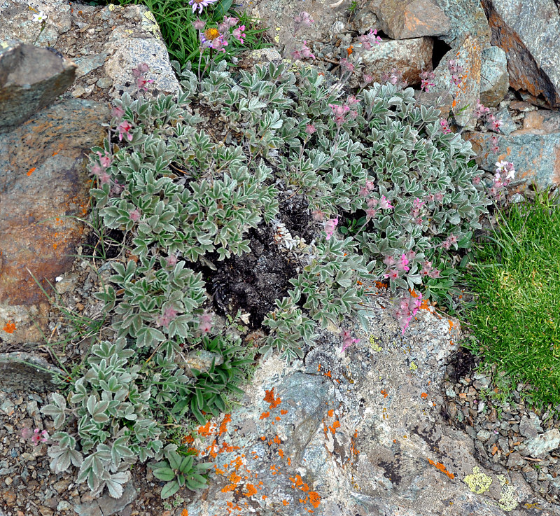 Изображение особи Potentilla divina.