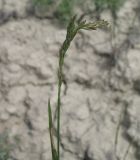 Image of taxon representative. Author is Николай Дегтярёв