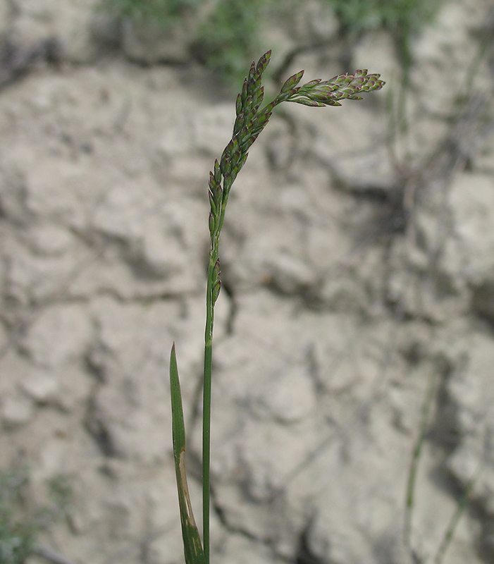 Image of Poa compressa specimen.