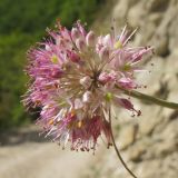 Allium psebaicum