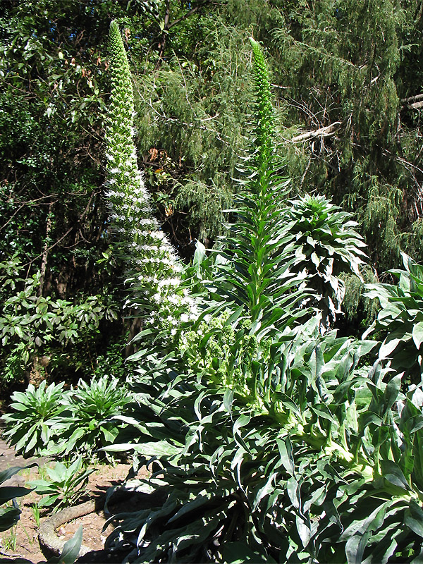 Изображение особи Echium simplex.