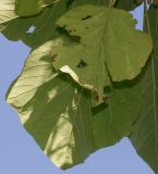 Paulownia tomentosa. Повреждёные листья (нижние стороны). Германия, г. Дюссельдорф, Ботанический сад университета. 05.09.2014.