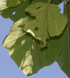 Paulownia tomentosa