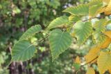 Betula ermanii